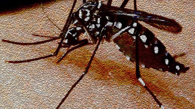 Aedes-aegypt1