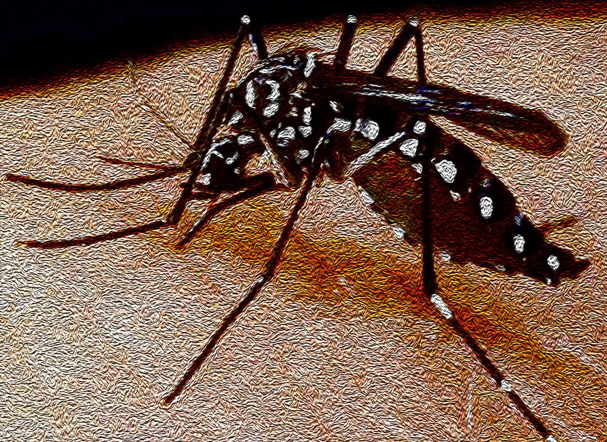 Aedes-aegypt1