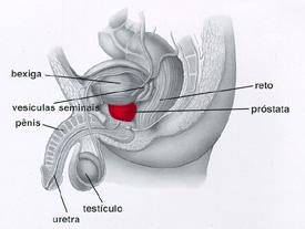 prostata_1