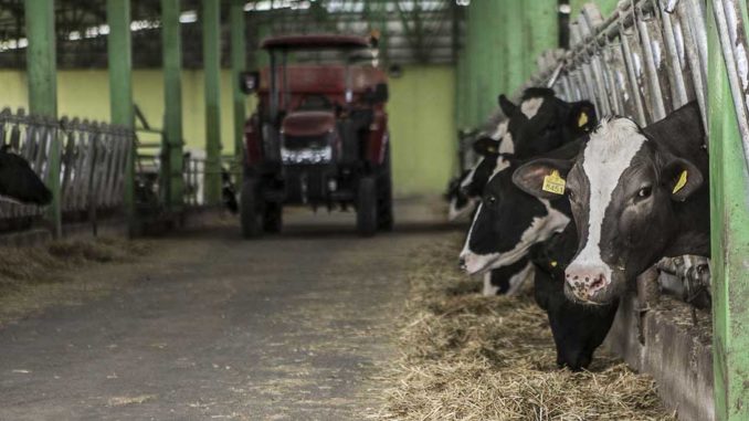 vacas_leite_FAO-Carly-Learson