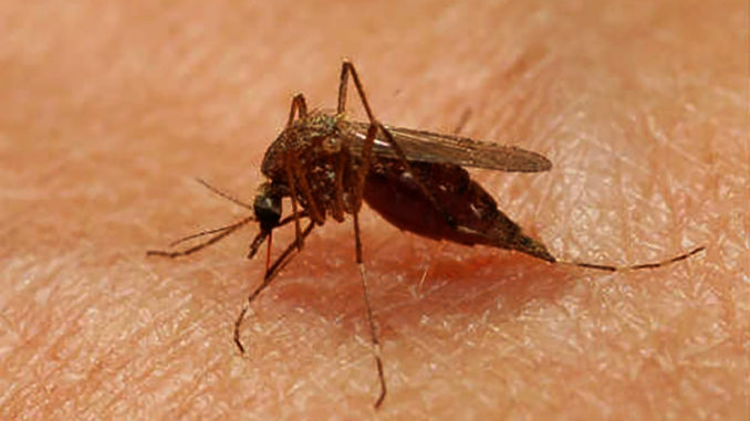 mosquito_prego