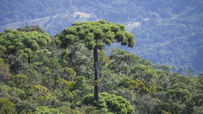 Araucaria