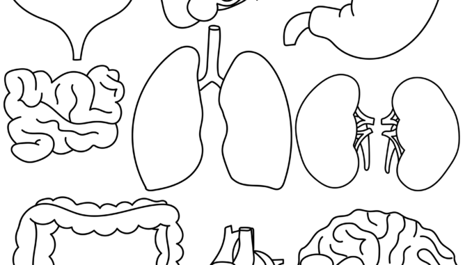 organs-5077934_1920
