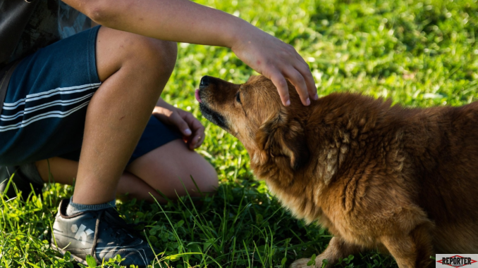 Pets