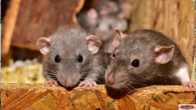 ratos