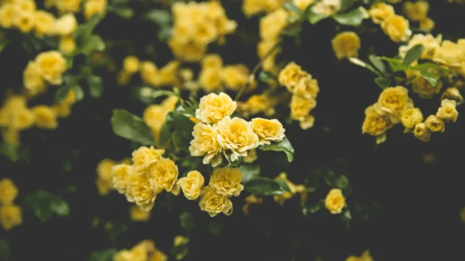 Rosas amarelas
