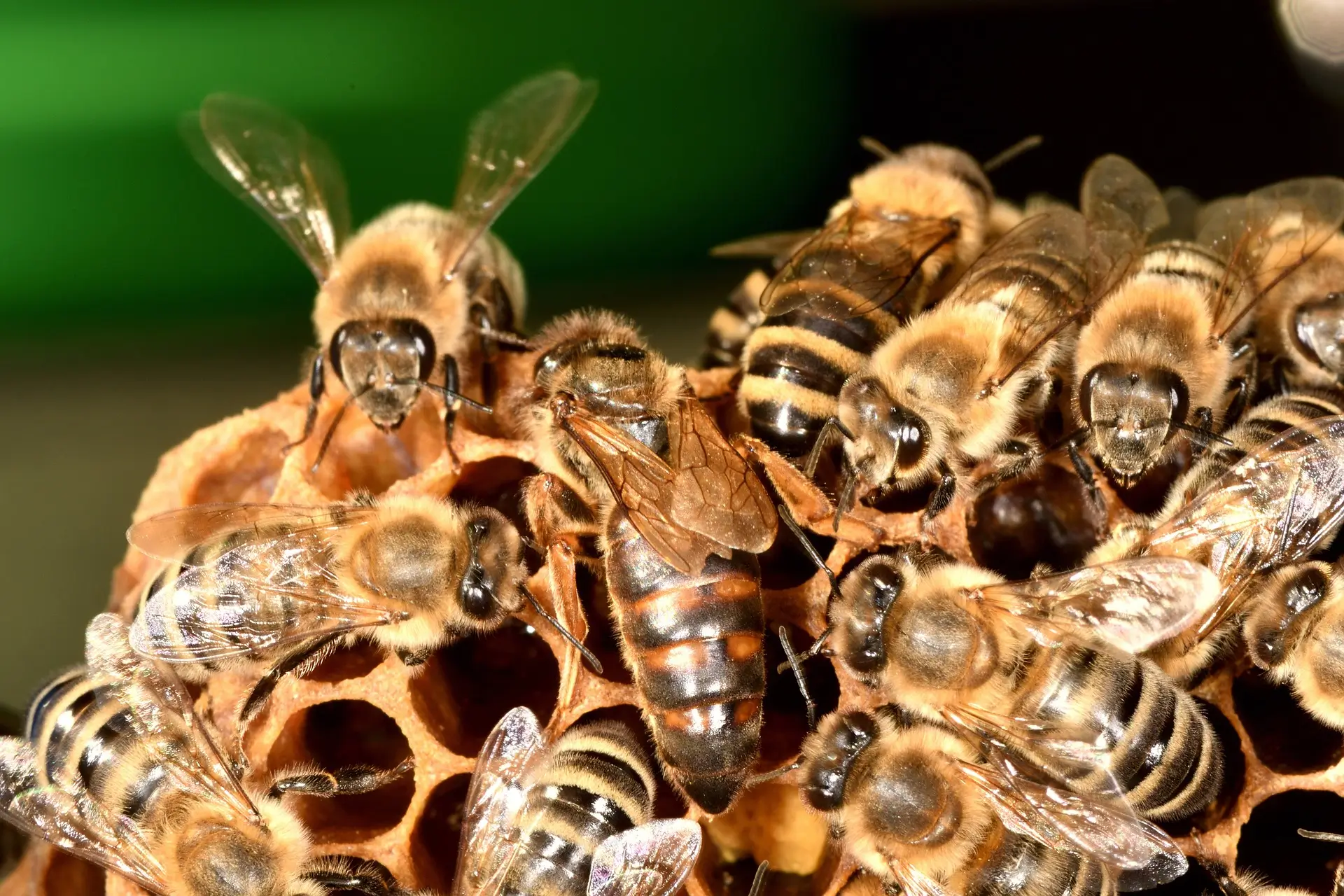 O desaparecimento das abelhas já ameaça a saúde humana, alertam cientistas