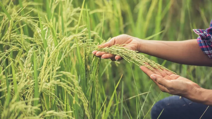 plantação de arroz