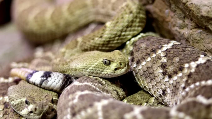cobras
