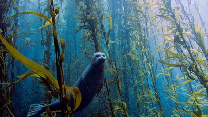 floresta de kelps