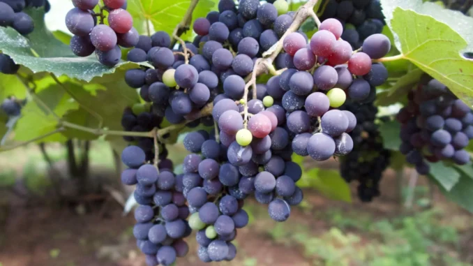 UVAS