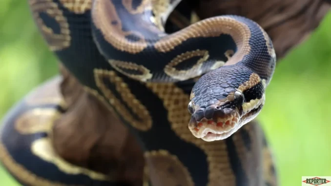 cobra