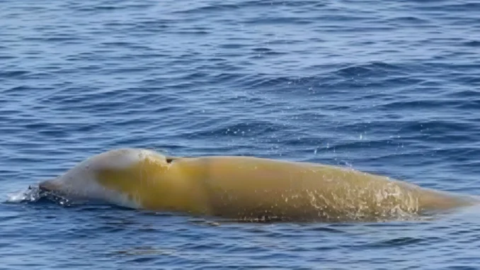 baleia de bico cuvier