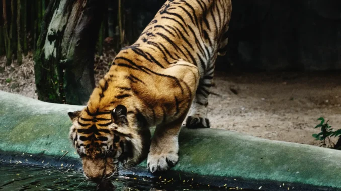 tigre