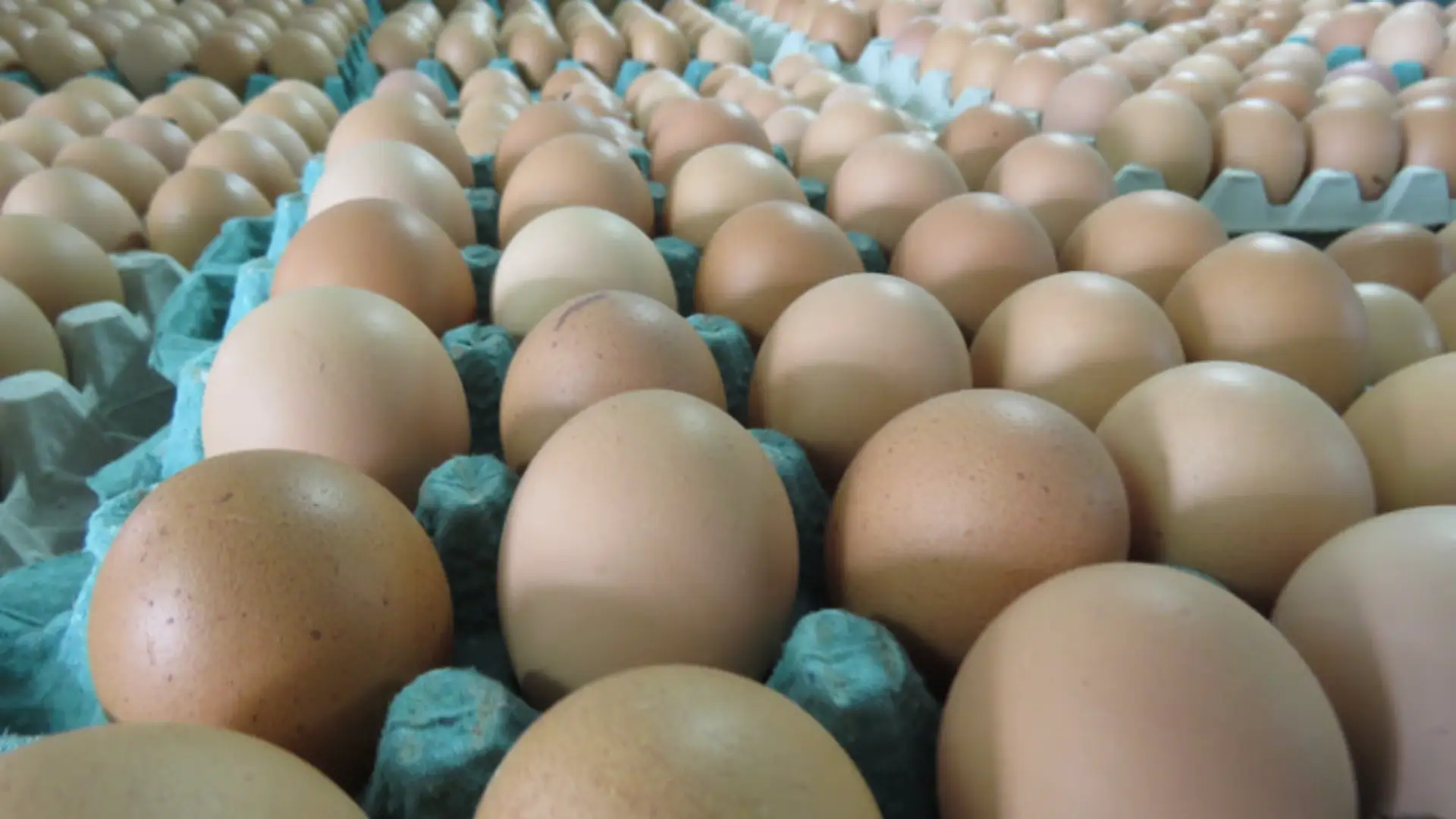 Consumo de ovos no Brasil bate recorde e reforça protagonismo de Santa Maria de Jetibá, capital nacional da produção