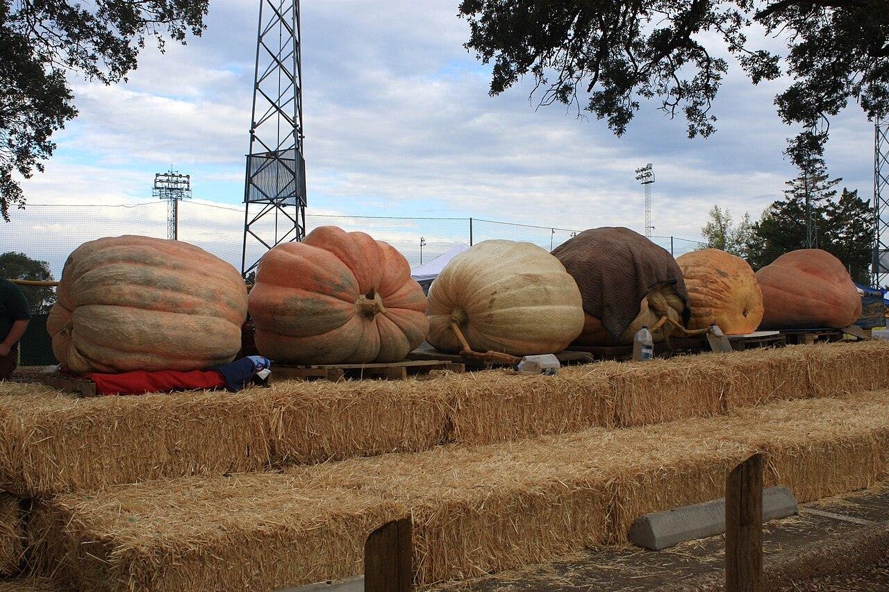 Agricultor de Rhode Island cultiva abóbora de 3.156 libras, a primeira a passar de 3.000 libras