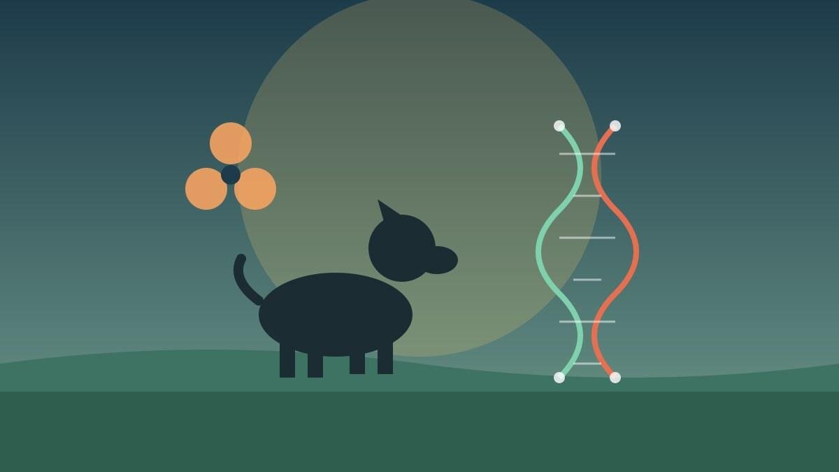 Silhueta escura de um cão sentado sobre um campo verde ao entardecer, com um símbolo laranja de radiação à esquerda e uma dupla hélice de DNA colorida à direita, representando as pesquisas genéticas.