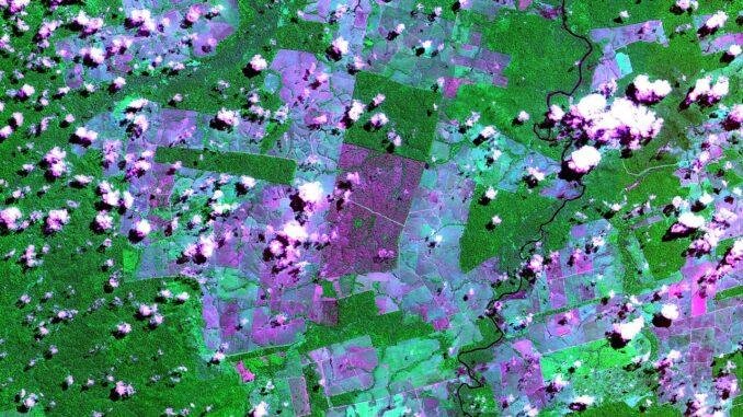 Desmatamento na Amazônia cai para o menor nível em 41 anos, aponta MapBiomas