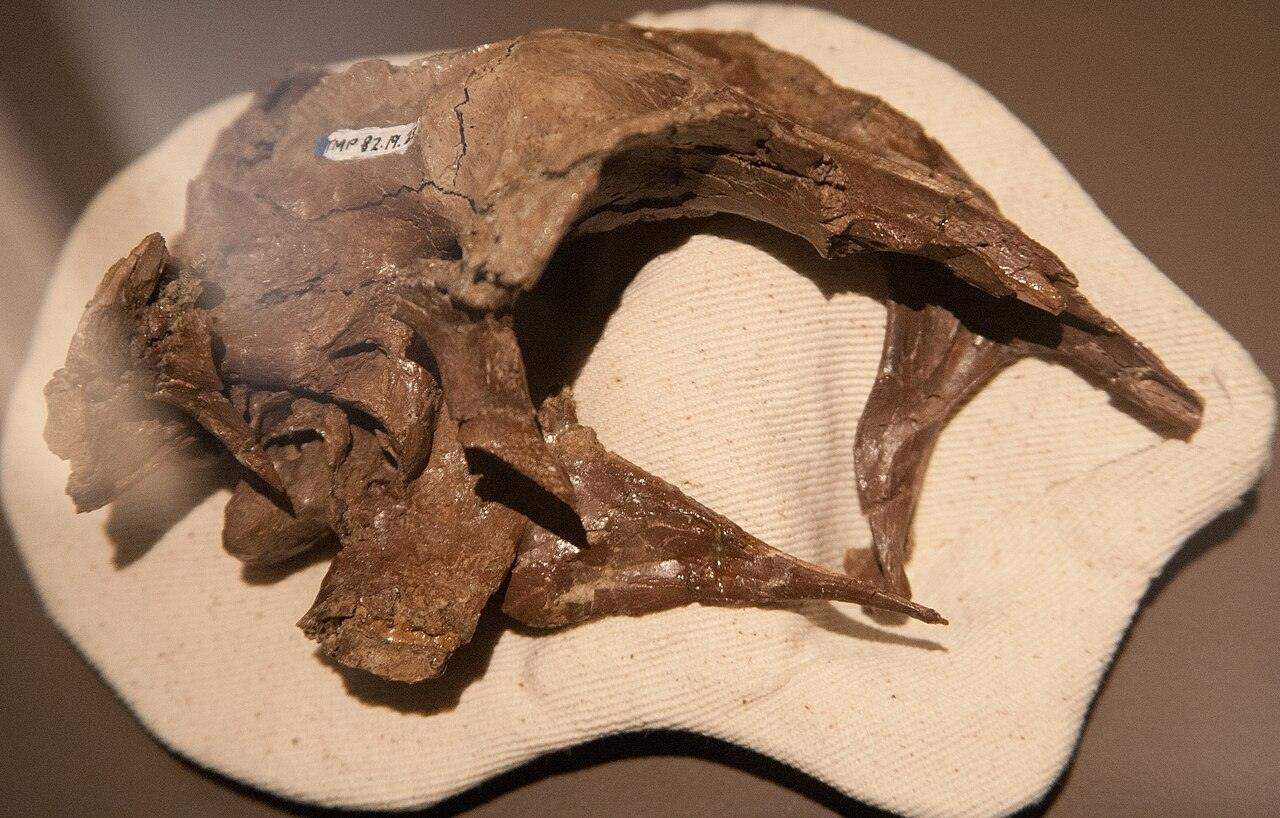 Fóssil de dinossauro encontrado em gaveta de museu no Reino Unido é de nova espécie