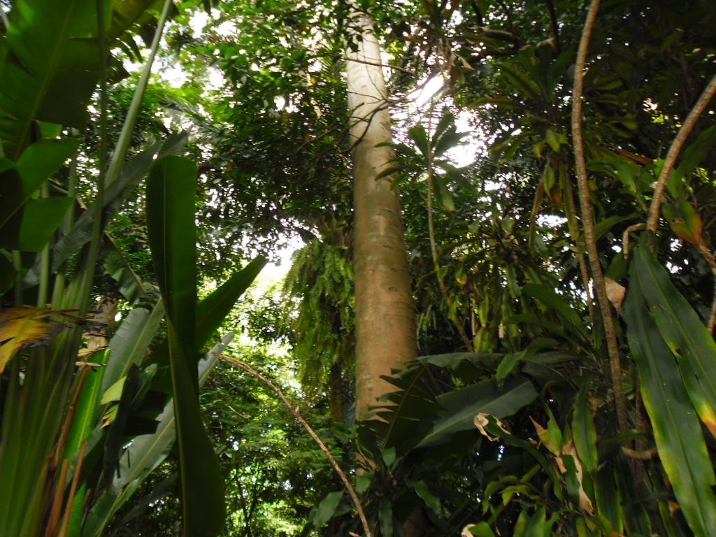 Fundo de florestas tropicais recebe até US$ 500 milhões dos Países Baixos