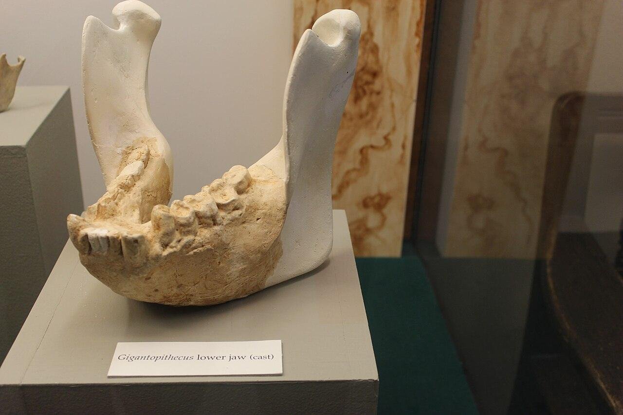 Gigantopithecus e humanos: o que se sabe sobre os possíveis encontros com nossos ancestrais