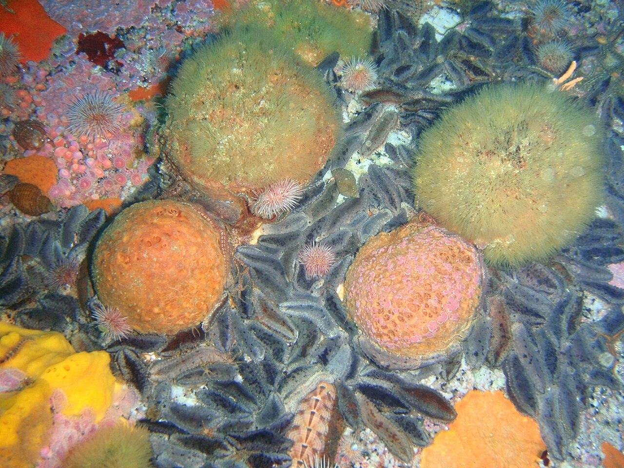 Novas espécies marinhas são descobertas em expedição na Argentina; uma lembra o Patrick de Bob Esponja