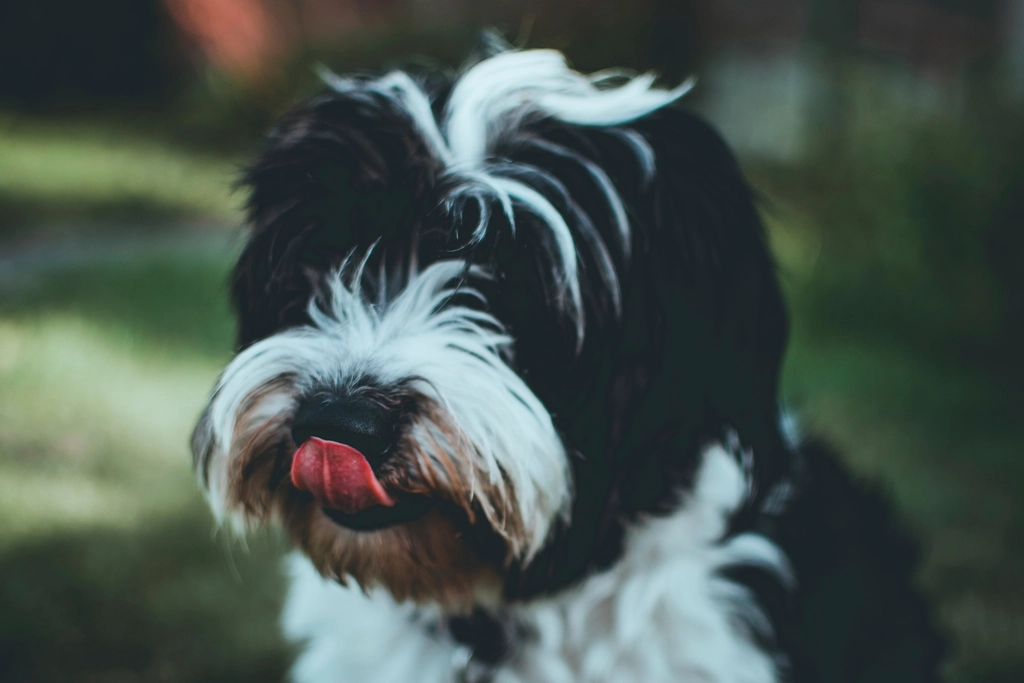 Por que os cães abanam o rabo? O que o movimento da cauda revela