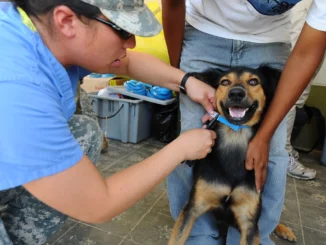 Vacinação antirrábica Cachoeiro tem 24 pontos de atendimento para cães e gatos neste sábado (17)