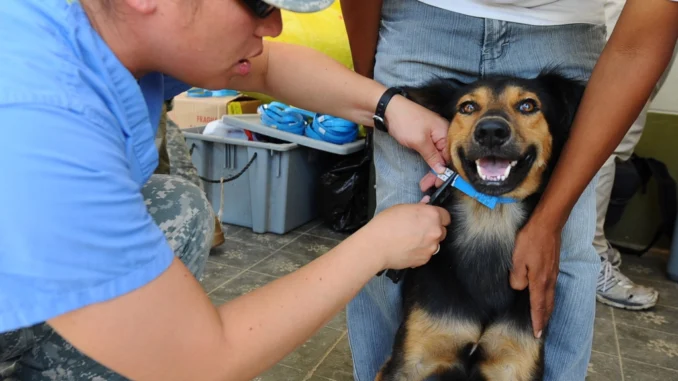 Vacinação antirrábica Cachoeiro tem 24 pontos de atendimento para cães e gatos neste sábado (17)
