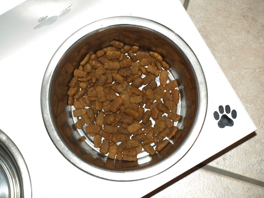 Vômito de cachorro: por que o animal come o próprio vômito