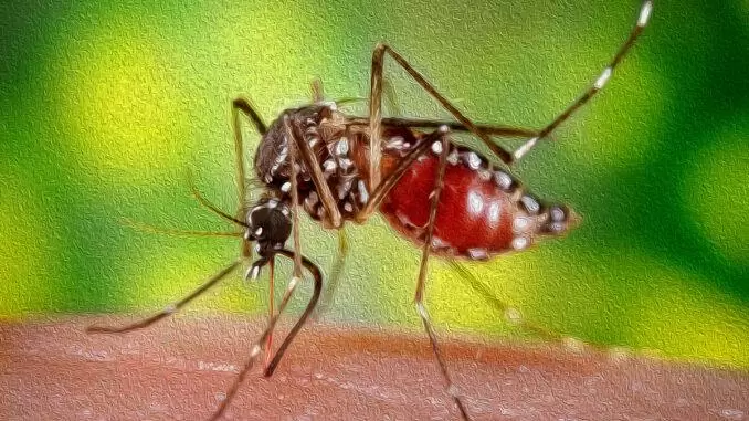 aedes-pintura