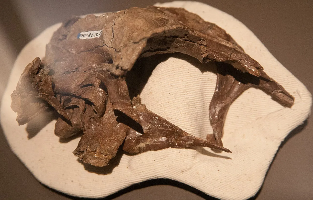 Fóssil de dinossauro encontrado em gaveta de museu no Reino Unido é de nova espécie